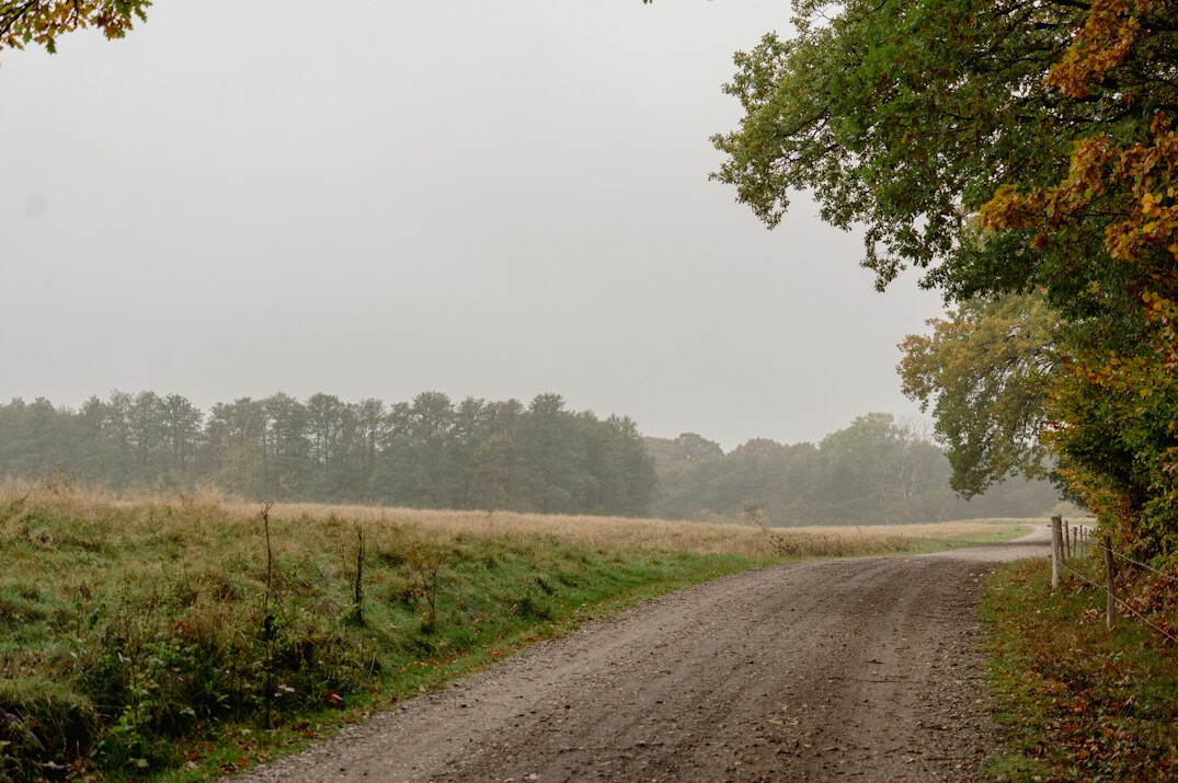 Rural Danish country road at dawn with morning mist