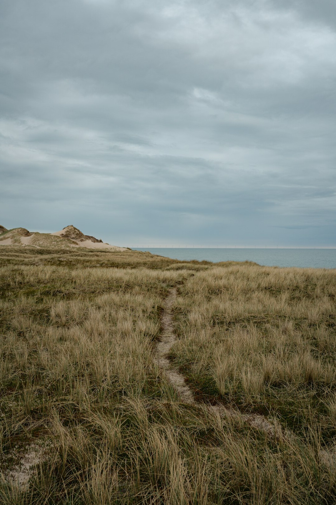 Windswept dunes and grass along the Danish coastline